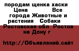 породам щенка хаски › Цена ­ 10 000 - Все города Животные и растения » Собаки   . Ростовская обл.,Ростов-на-Дону г.